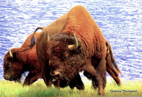 Buffalo P8165165